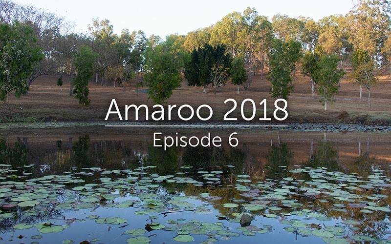 Amaroo 2018 Episode 6 (Audio)