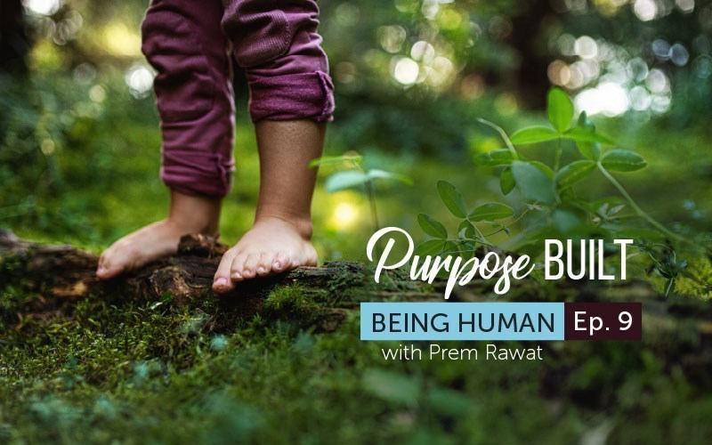 Purpose Built (Audio)