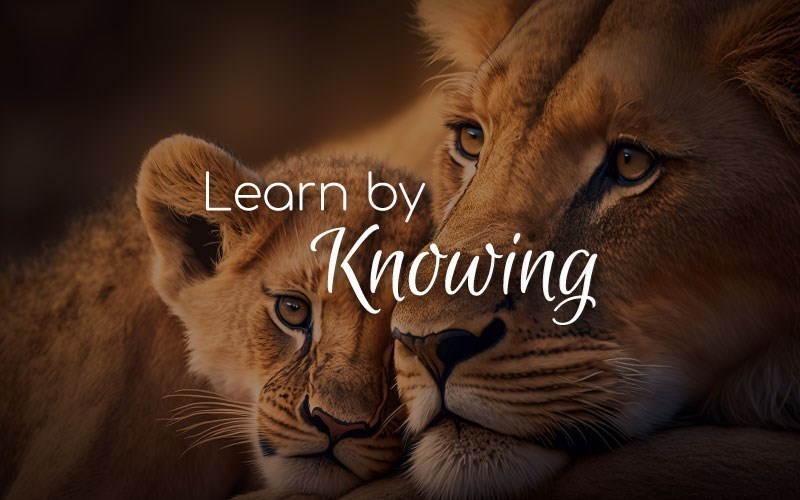 Learn by Knowing